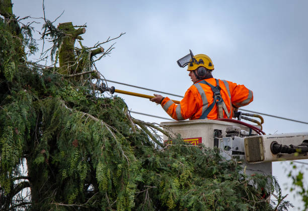 Reliable Clark, SD Tree Removal Services Solutions