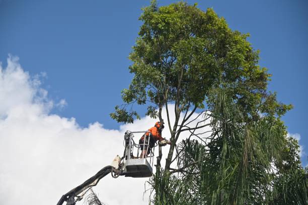 How Our Tree Care Process Works  in  Clark, SD